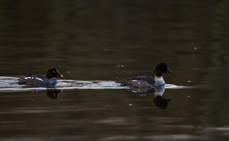 Common Goldeneyes