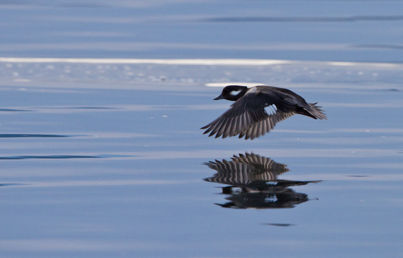 Bufflehead In Flight Reflected In Water