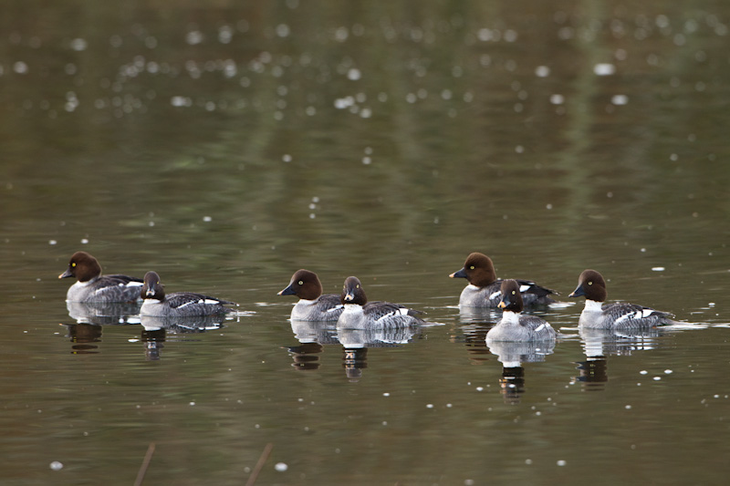 Common Goldeneyes