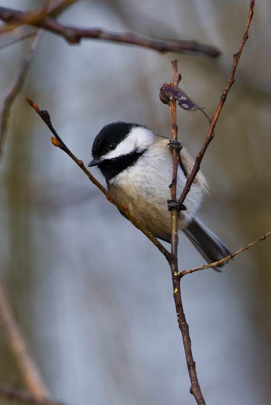 Black-Capped Chickadee