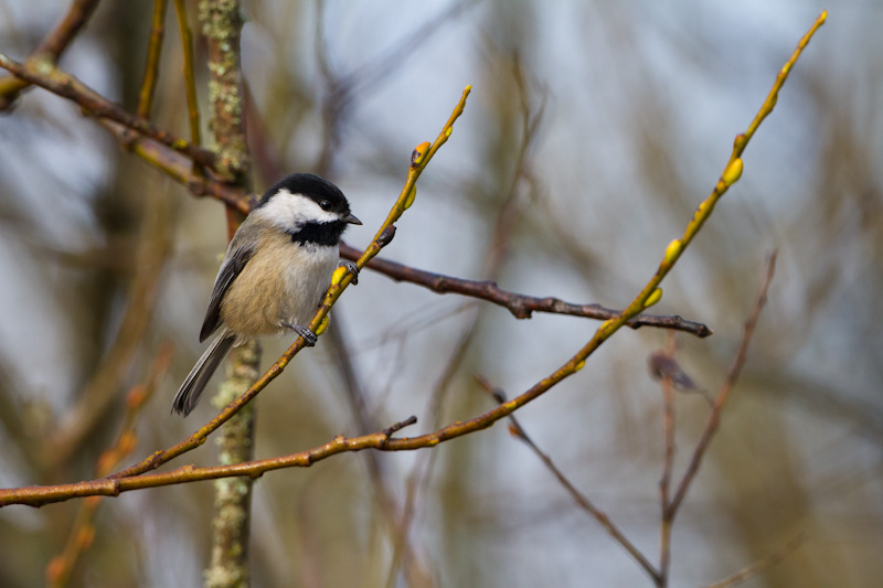 Black-Capped Chickadee