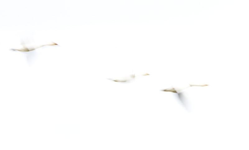 Snow Geese In Flight