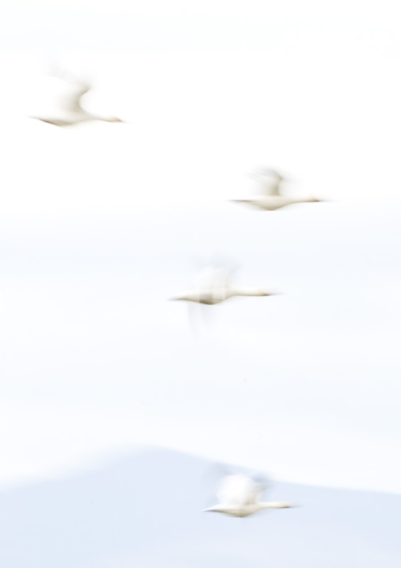 Snow Geese In Flight