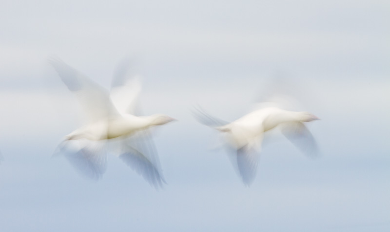 Snow Geese In Flight