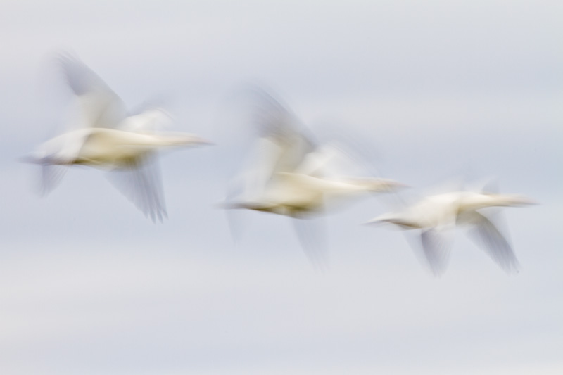 Snow Geese In Flight