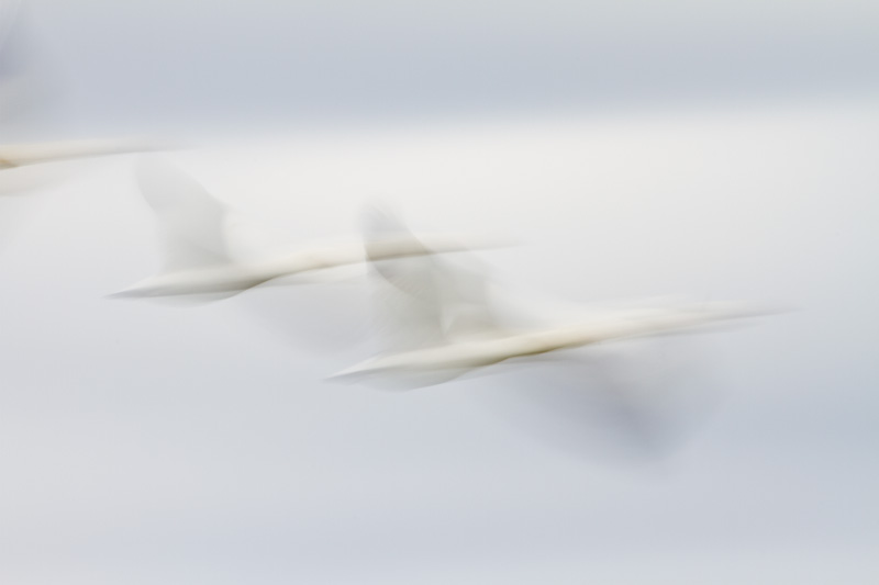 Snow Geese In Flight