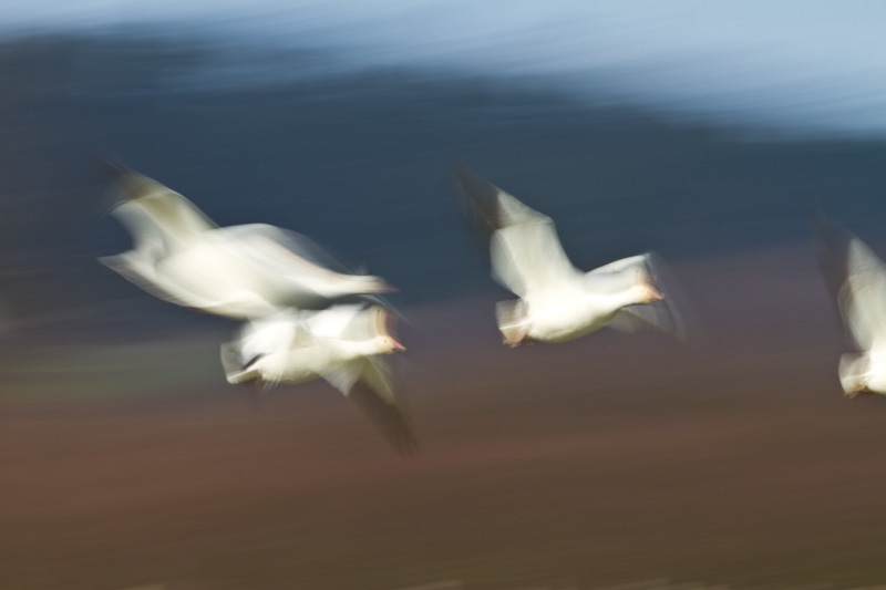 Snow Geese In Flight