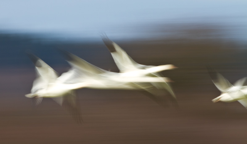 Snow Geese In Flight