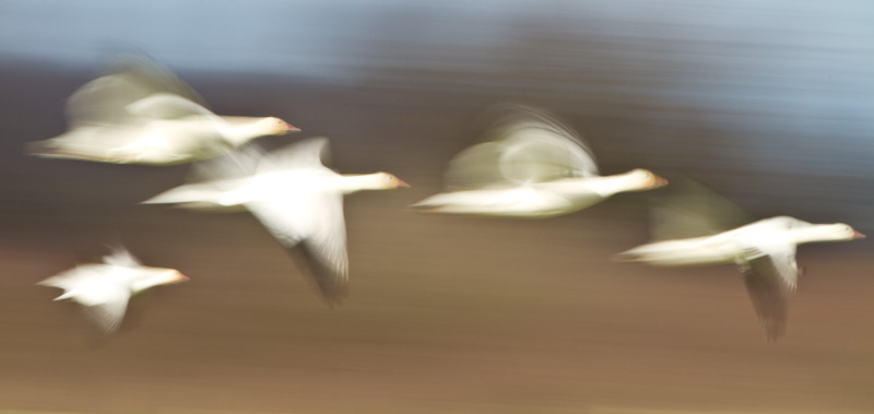 Snow Geese In Flight