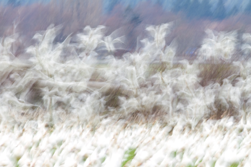 Snow Geese Flock