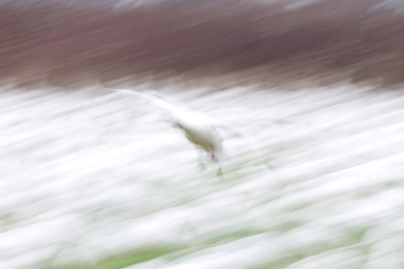 Snow Goose In Flight