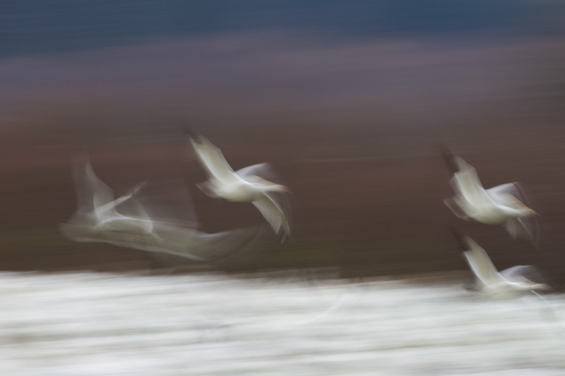 Snow Geese In Flight