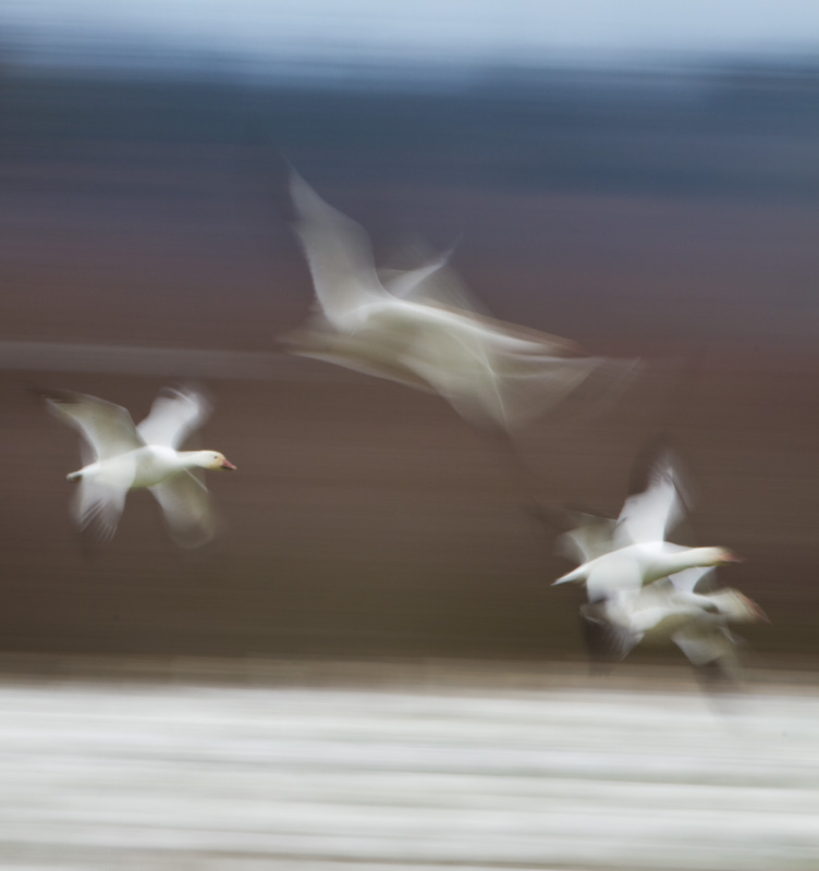 Snow Geese In Flight