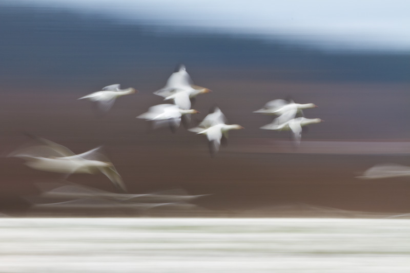 Snow Geese In Flight