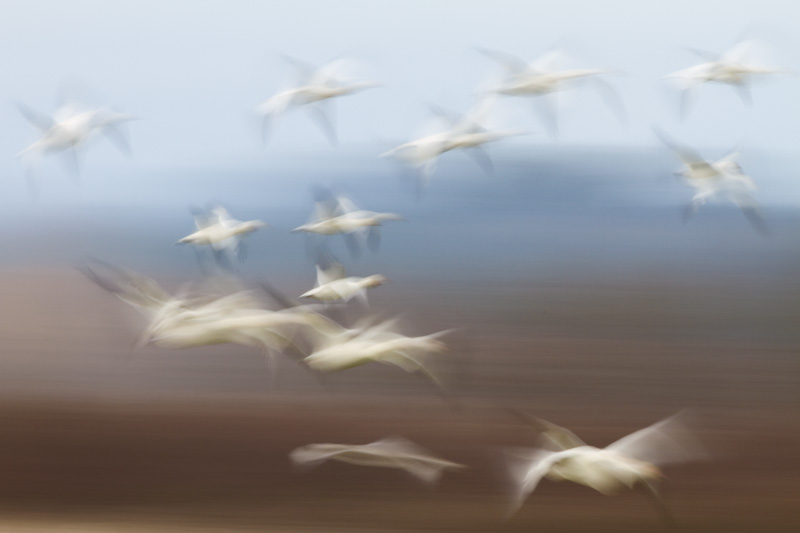 Snow Geese In Flight