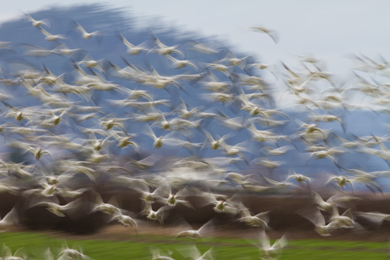 Snow Geese In Flight