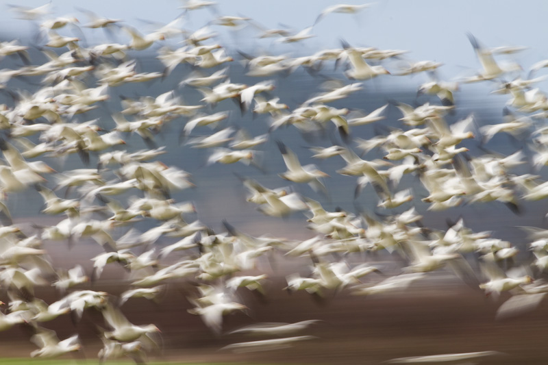 Snow Geese In Flight