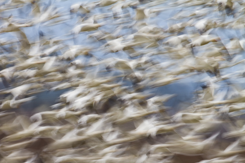 Snow Geese In Flight