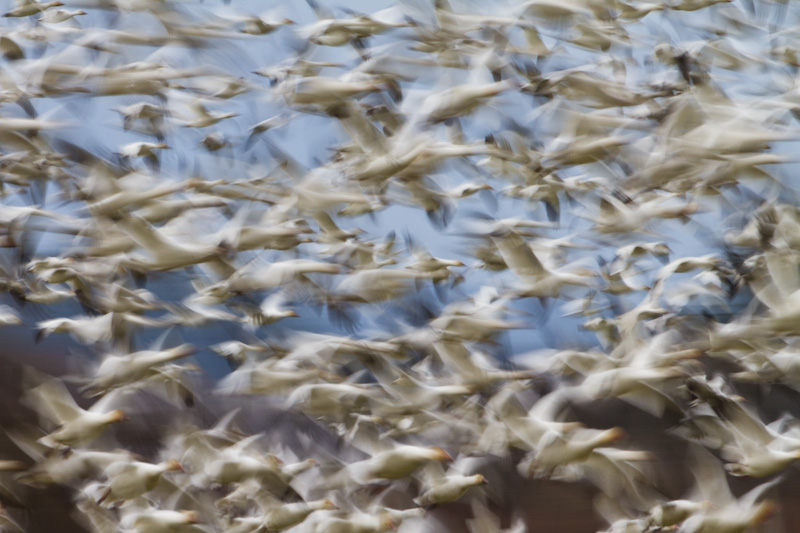 Snow Geese In Flight