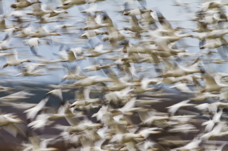 Snow Geese In Flight