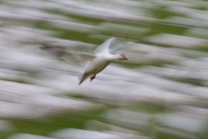 Snow Goose In Flight