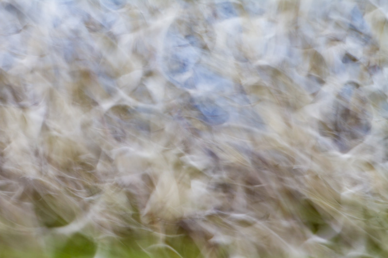 Snow Geese In Flight