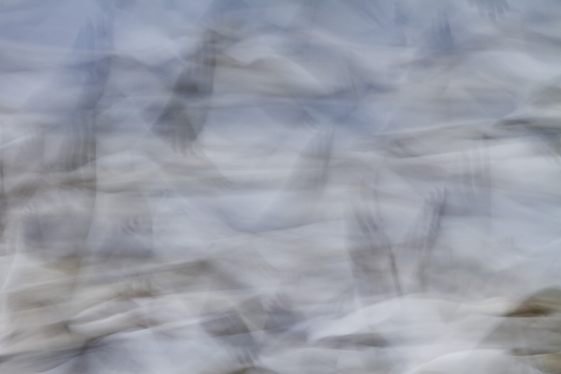 Snow Geese In Flight