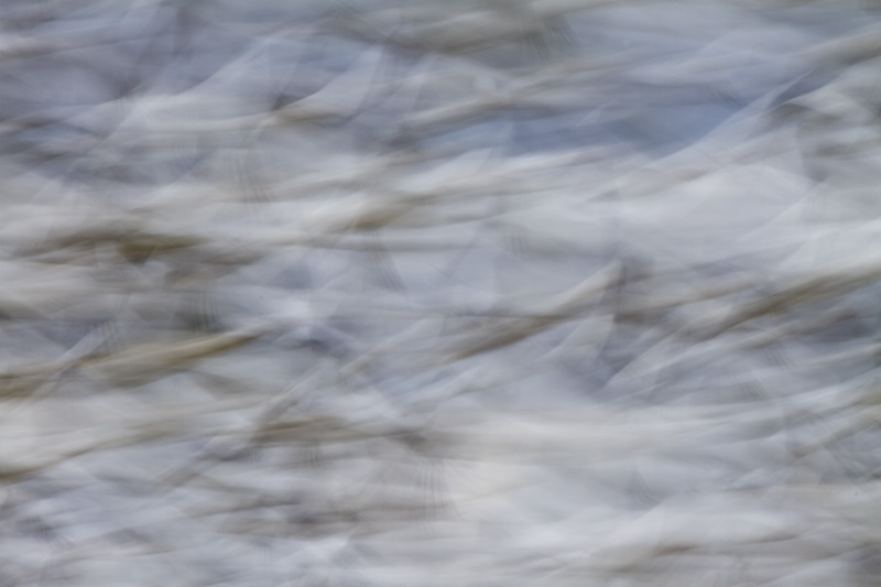 Snow Geese In Flight