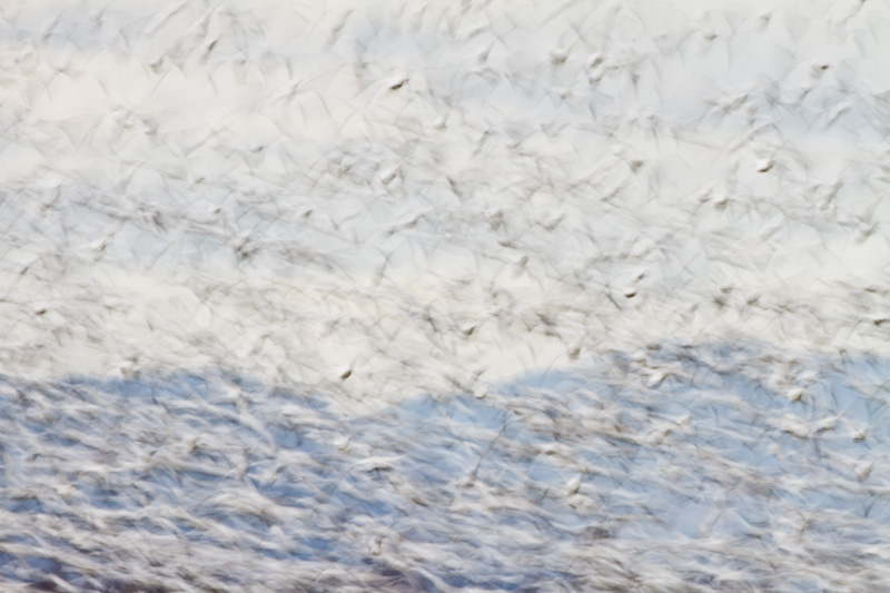 Snow Geese In Flight