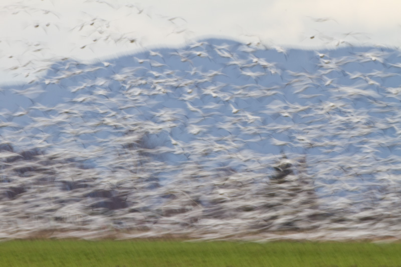 Snow Geese In Flight