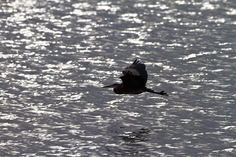 Great Blue Heron In Flight