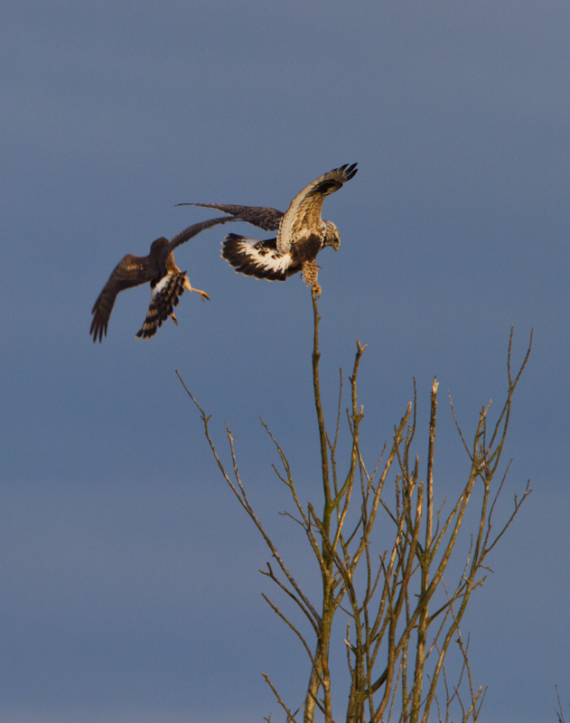 Northern Harrier And Swainsons Hawk Fighting Over Perch