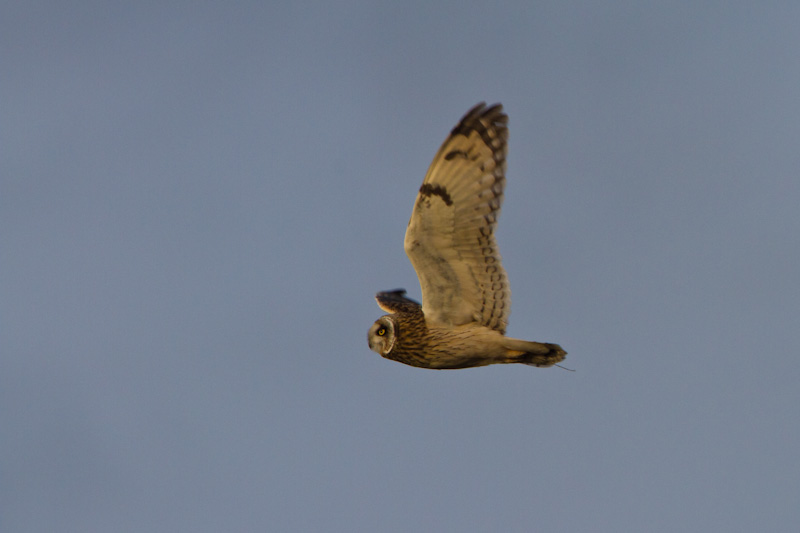 Short-Eared Owl In Flight