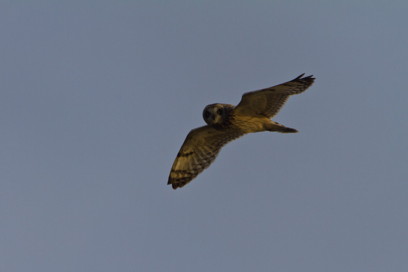 Short-Eared Owl In Flight