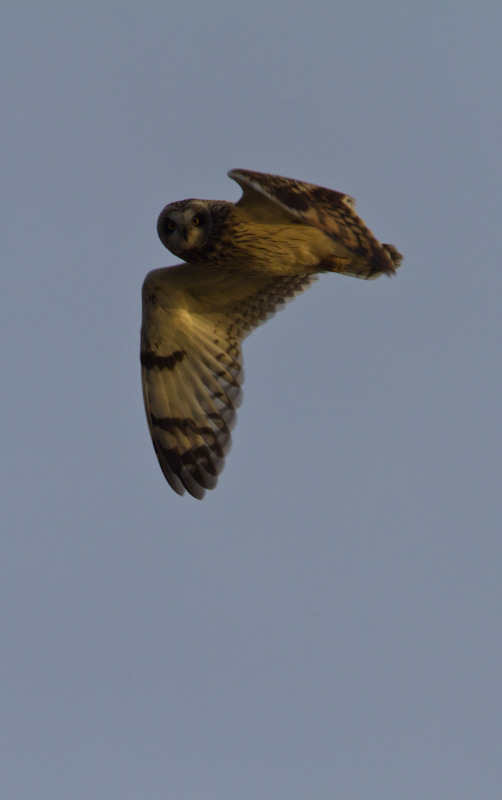 Short-Eared Owl In Flight