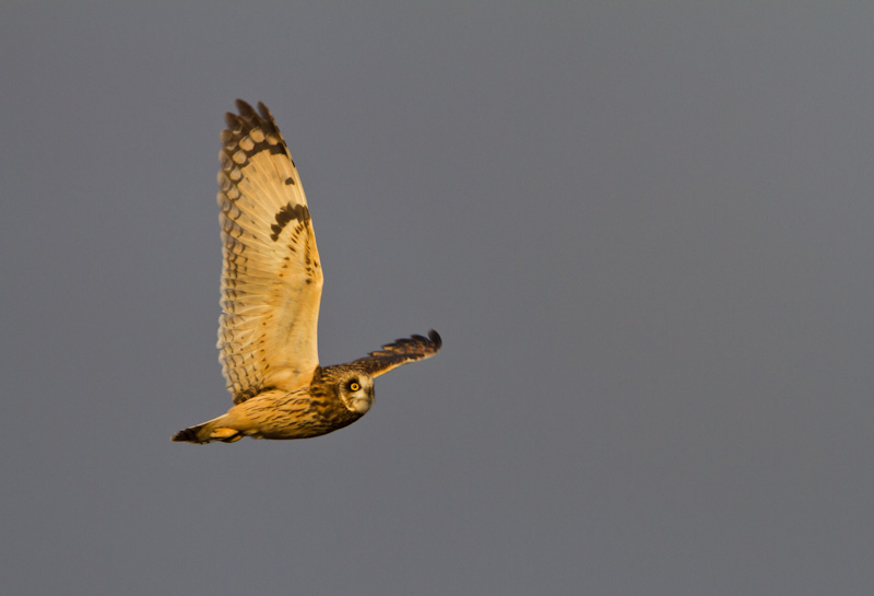 Short-Eared Owl In Flight