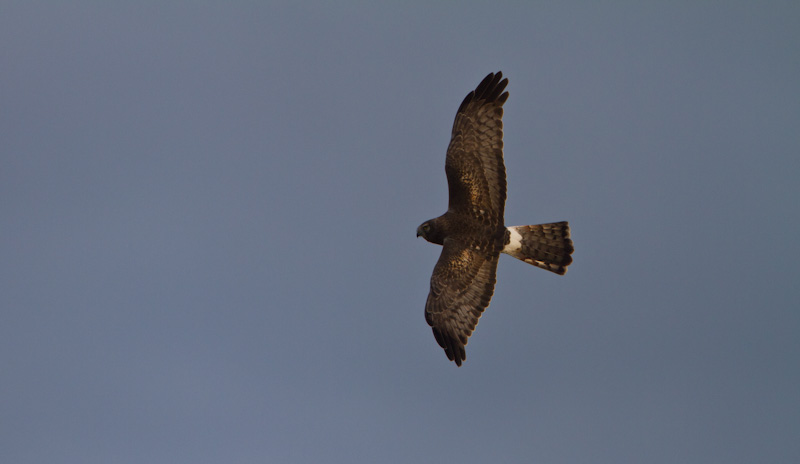 Northern Harrier In Flight