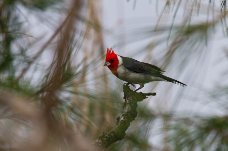 Red-Crested Cardinal