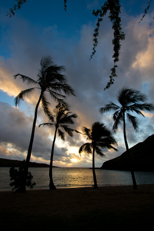 Palm Trees Silhouetted At Sunrise