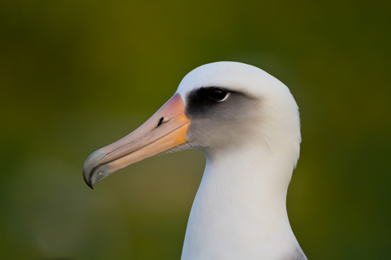 Laysan Albatross