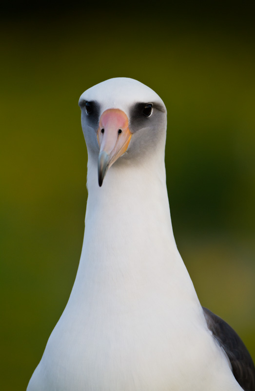 Laysan Albatross