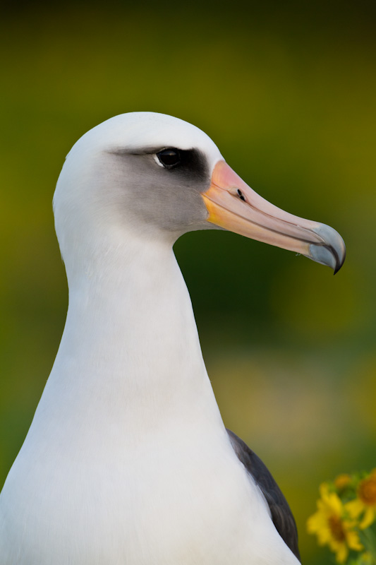 Laysan Albatross