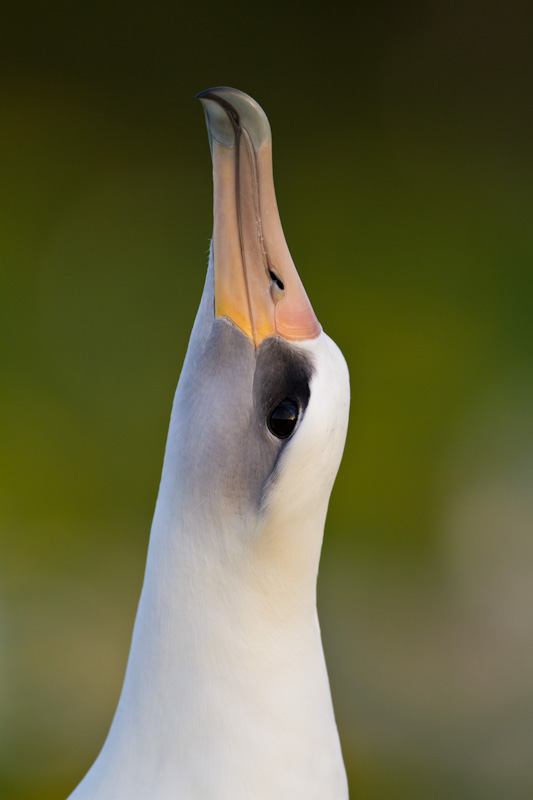 Laysan Albatross