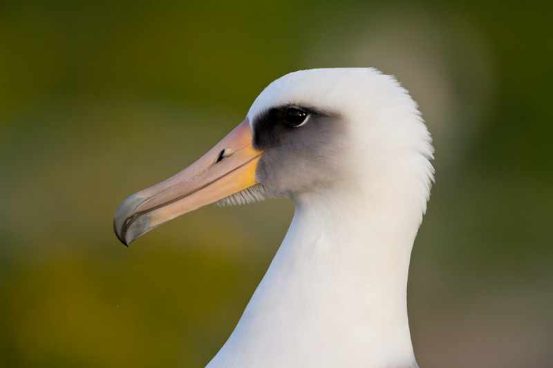 Laysan Albatross