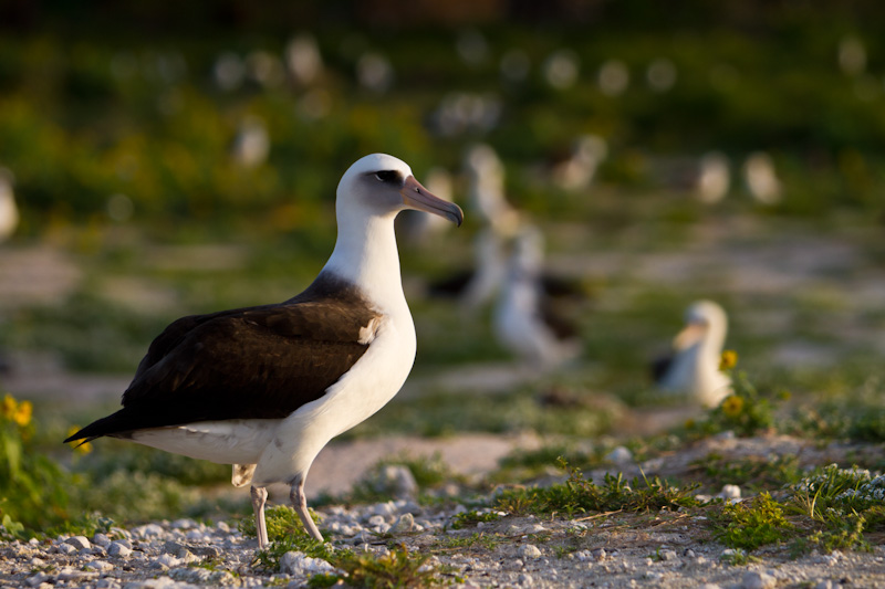 Laysan Albatross