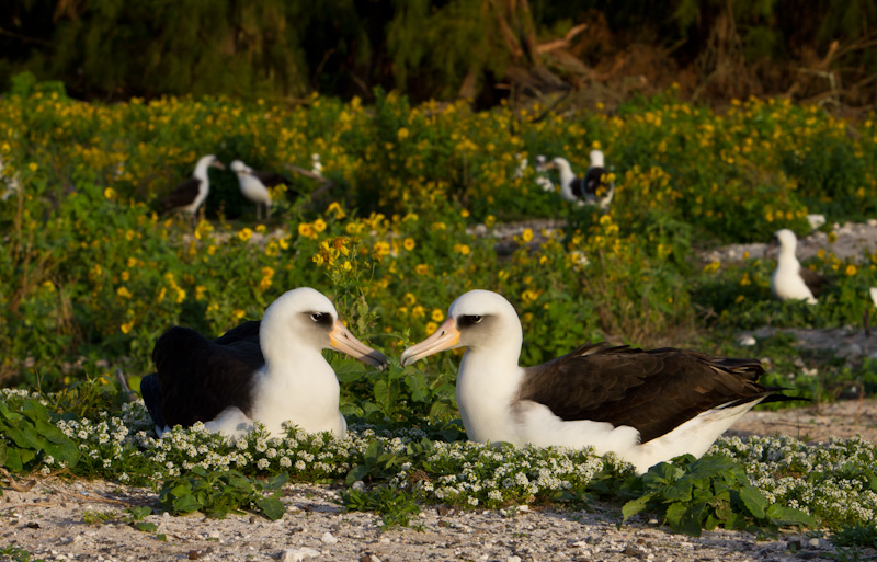 Laysan Albatross