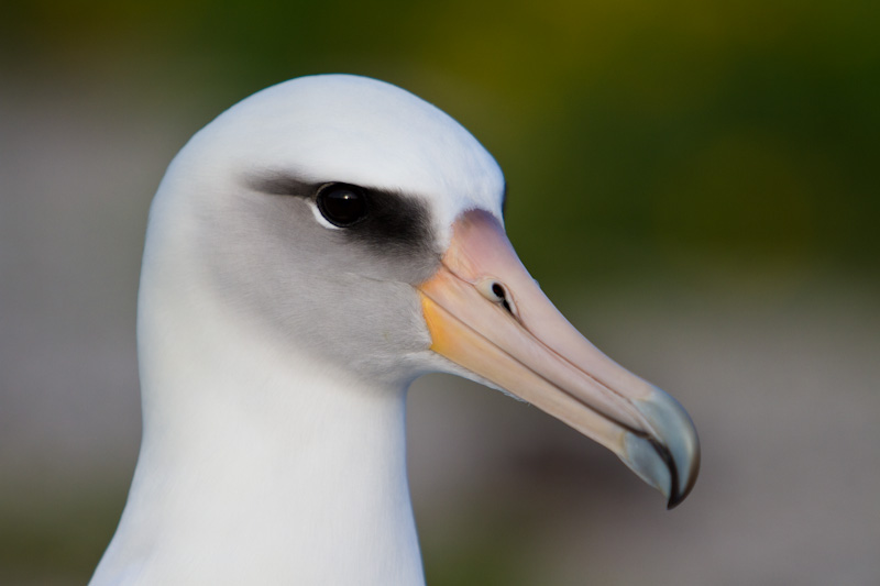 Laysan Albatross