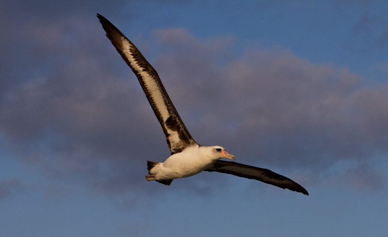 Laysan Albatross In Flight