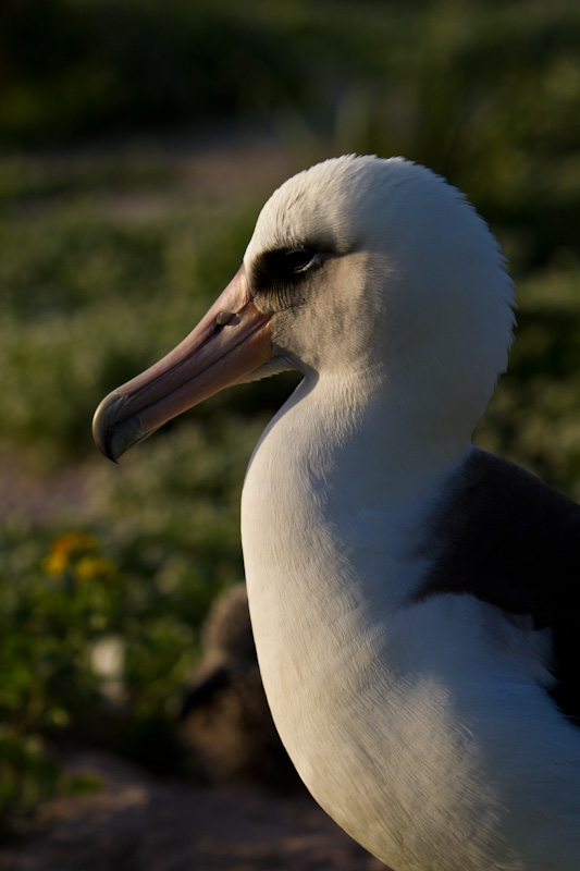 Laysan Albatross