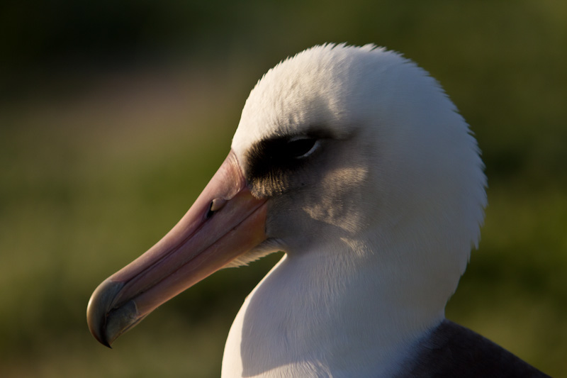 Laysan Albatross